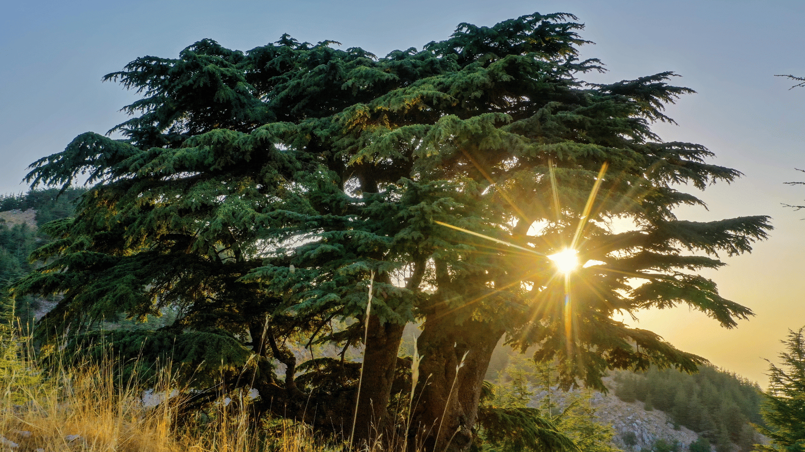 Background image for the free access and support section